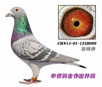 8��--ղɭϵCHN14-01-1258099-��