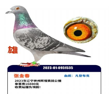 ���ݻԻͣ����ǲ���