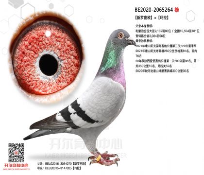 2����-2065264