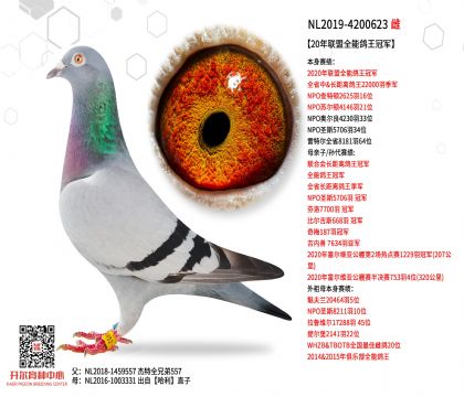 3ĸ��NL2019-4200623