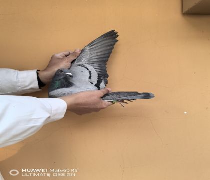 �ٰ������Ǳȣ����޾�Ӣ�����峡�����ߡ�ʮ�������ߣ��Ӵ�