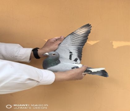 ȫ���ٶȸ����ھ�����ʤ���ֲ����ؼ�������������������