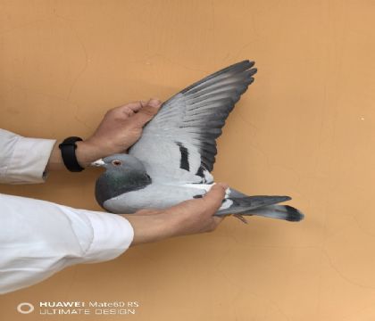 ����WHZBȫ��������������������ͬĸ��ȫ�����������5λ