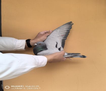 ����WHZBȫ����������������Ӵ�����ĸ����092����