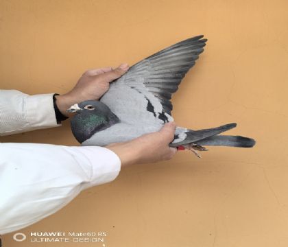 ���������Ź��ʹ���280����7272��122����ս600����