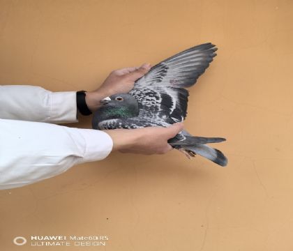 �����ž���������������������ڳ�565����548��