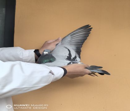 �Ǳȡ����¸�����˹������063���