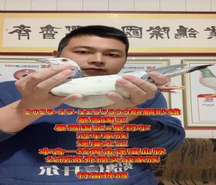 暴雪国王x基特尔外孙女!冠军家族高级种雄