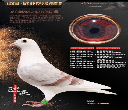 ��������ȫ���ھ�̩ɽ�Ŷ��ؽ���357X133