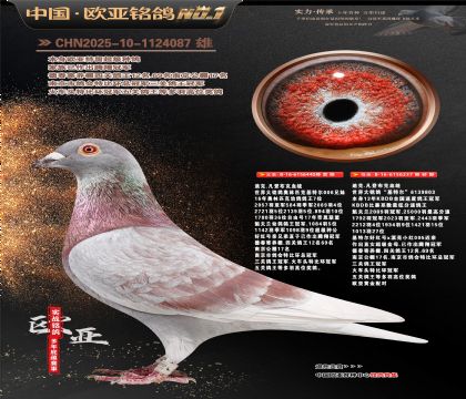 �Ͽ�.���ǲ���440X���ض�237�ƽ����