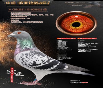 ��.ŷ�߿�ԭ��484ֱ��213X�������ߡ�027