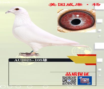 ���ָ�  ������105