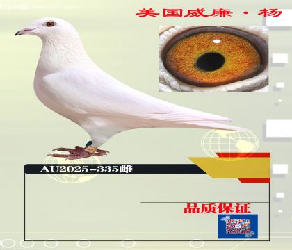 ���ָ� ������335