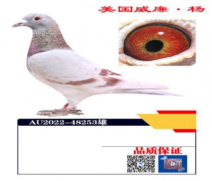 700�ھ�X����ھ� ֱ��48253