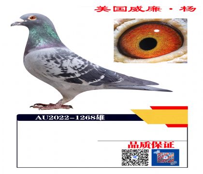 ������ھ� ��Ѫ1268