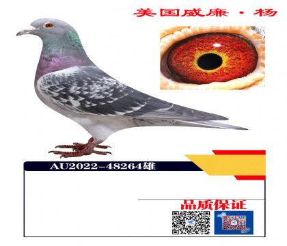 �ٸ�԰����7����Ѫ��264