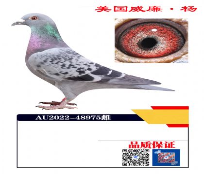 ����ղɭ48975