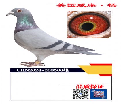 ���ָ�506  ��������426ֱ��