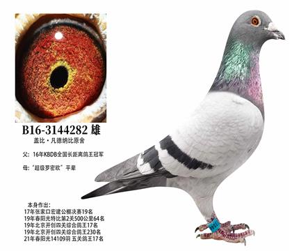 �����Ǳ�ԭ�Ὺ����������