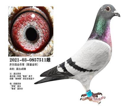 ĸ�������𻷸Ǳ�