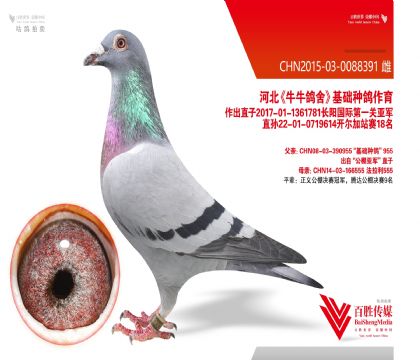 �ӱ�ţţ���ᡰ��ĸ388��-0088391