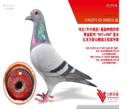 �ӱ�ţţ���ᡰ�����Ǿ���-0088555