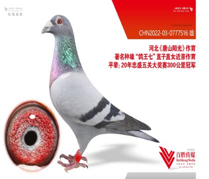 ��ɽ���⡰�����ߡ���Ѫ-0777516