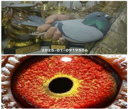 �����Ҳ�Ĭ��25-0919506