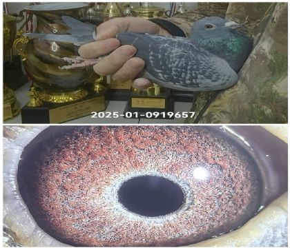 �������Ǿ��������25-0919657