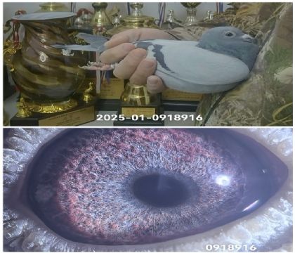 ����ھ�ֱŮ����25-0918916������