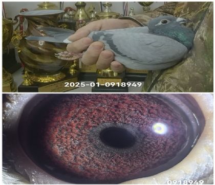 ��ʱ�ݷ��ǲ���25-0918949������