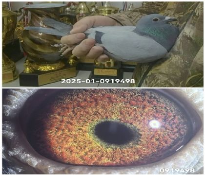 �����Ҳ�Ĭ��25-0919498������