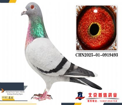 �����Ҳ�Ĭ��CHN2025-01-0919493