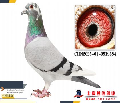 ɣ��ʿCHN2025-01-0919684