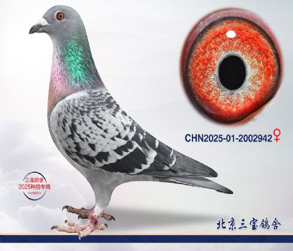 8.����С�ӽ�Ѫ.2002942