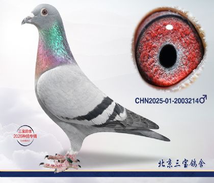 4.����С�ӽ�Ѫ.2003214