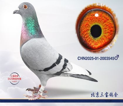 7.����С�ӽ�Ѫ.2003545