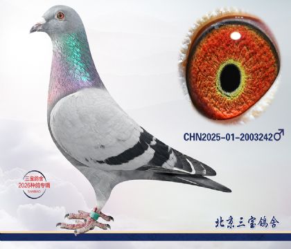 9.�ٰ�����Ѫ.2003242