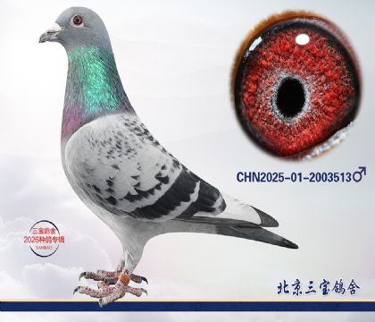 11.����x����Ѫϵq.2003513