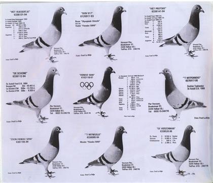 ����.������ս������