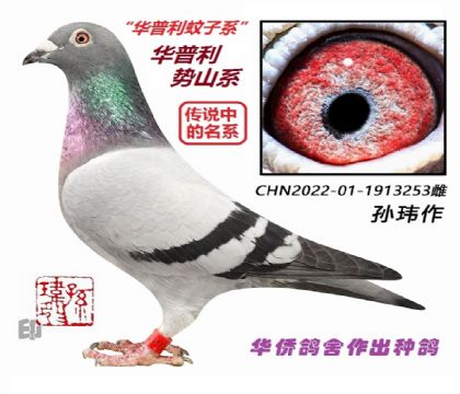 6��--CHN22-01-1913253-��