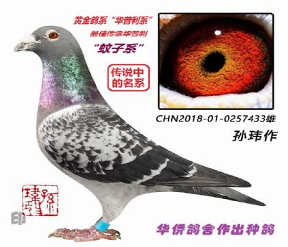 1��--CHN18-01-0257433-��