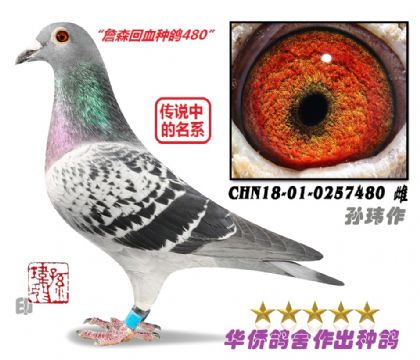 8��--CHN18-01-0257480-��