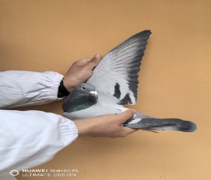 ʵս���壬�׾˾�����ͭ��������������7��˫���ۺ�4��