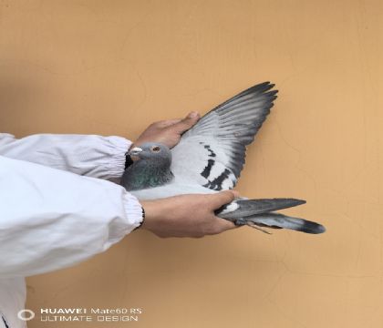 �Ǳ�Ѫϵ KBDBȫ������6λ�Ӵ�������KBDB�����Ǿ�
