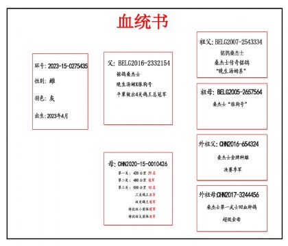 2023-15-0275435Ѫ����