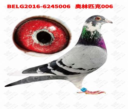 3-����ƥ��006