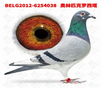 3-����ƥ��������