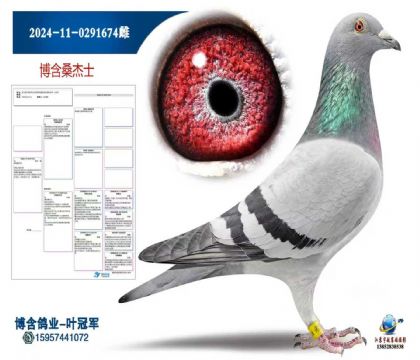 ɣ��ʿ2024-11-0291674