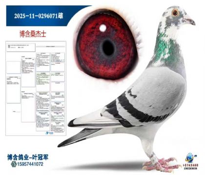 ɣ��ʿ2025-11-0296071